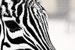 Des Zebras Streifen
